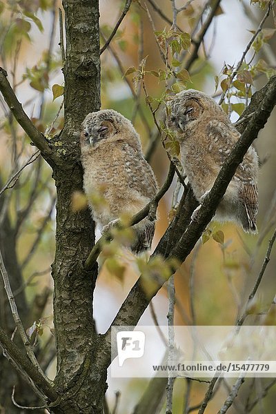 Tawny Owl / Owls / Waldkauz ( Strix aluco )  young fledglings  moulting adolescents  perched high up in a tree  sleeping over day  cute and funny  wildlife  Europe.
