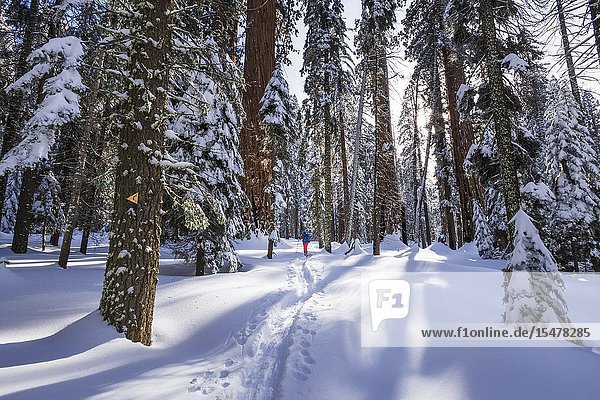 Skier in the Giant Forest  Sequoia National Park  California USA.