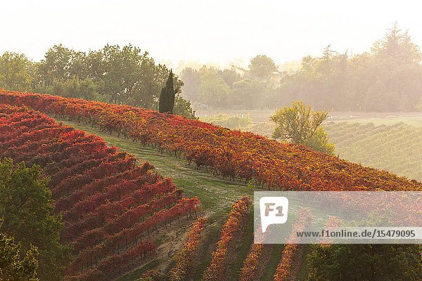 Autumn vineyards at sunset in Castelvetro di Modena Emilia Romagna Italy.