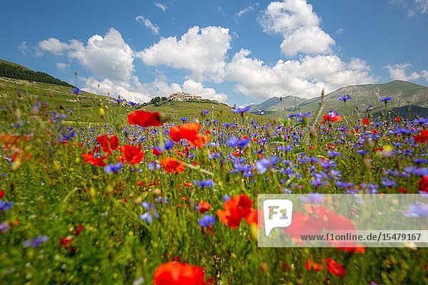Flowering in Piana Grande Castelluccio di Norcia Umbria Italy.