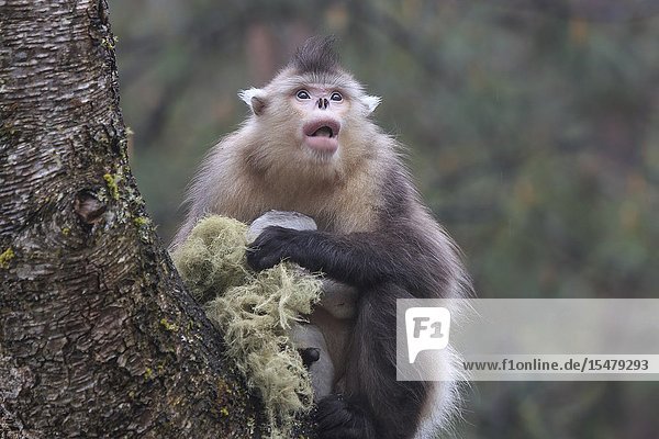 Yunnan Black Snub-Nosed Monkey (Rhinopithecus Bieti) in a natural environment in Yunnan - China.