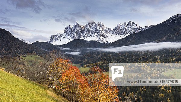 A view of an autumnal sunset in Villnössertal with red and orange sherry trees and the Geisler Group in the background Bolzano province South Tyrol Trentino Alto Adige Italy.