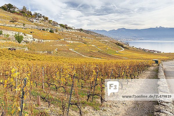 View of the lavaux vineyards surrounding Lake Geneva in autumn Unesco World Heritage Site. Canton of Vaud Switzerland.