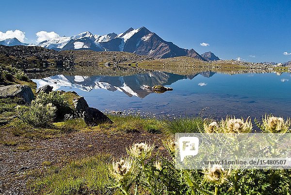 Cirsium spinosissimum blooming by the banks of the Lake Manzina along the valley to the Mount Confinale. Pizzo Tresero and other peaks belonging to the Thirteen Peaks group (peaks more than 3. 000 m high) reflecting in the lake Valfurva Valtellina Lombardy Italy Europe.