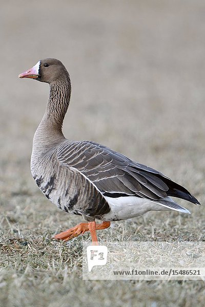 White-fronted Goose / Blaessgans ( Anser albifrons ) walking  waddling over a stubble field  watching attentively  side view  wildlife  Europe..