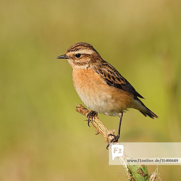 Whinchat / Braunkehlchen ( Saxicola rubetra ) perched on a twig  male in beautiful breeding dress  typical but rare bird of open grassland.