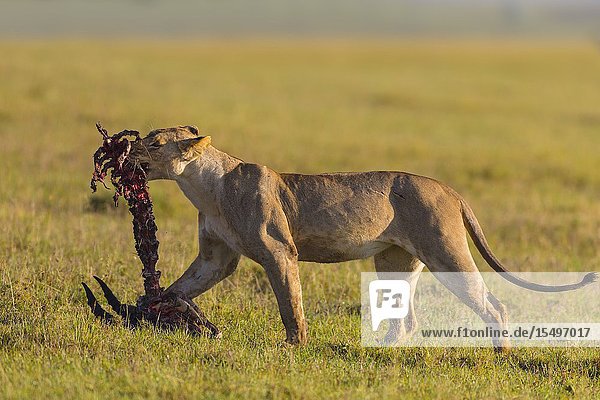 Lioness (Panthera leo) with skeleton  topi kill  Masai Mara National Reserve  Kenya.