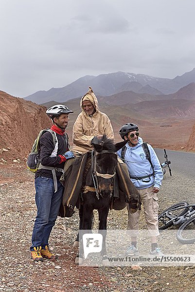 Encounter between an old man riding a mule and cyclists with mountain pedelec on the road connecting Tizi n'Tichka pass to Telouet village  Ouarzazate Province  region of Draa-Tafilalet  Morocco  North West Africa.