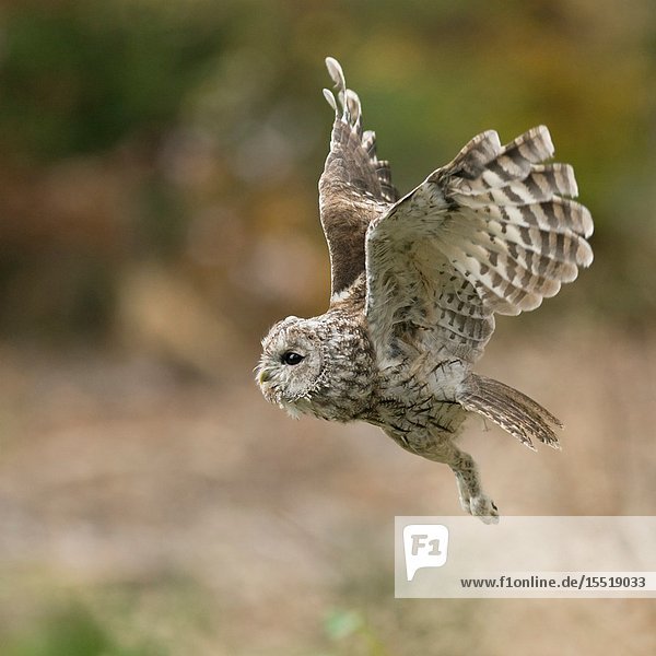 Tawny Owl / Waldkauz ( Strix aluco ) in noiseless flight  flying  hunting  side view  autumn  Europe.