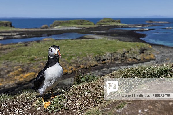 Puffin on the cliffs Isle of Lunga Treshnish Isles Scotland Europe.