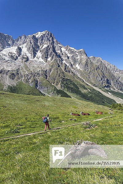 Walking in Ferret Valley in front of the Grandes Jorasses Mont Blanc Massif (Alp Lechey Ferret Valley Courmayeur Aosta province Aosta Valley Italy Europe).