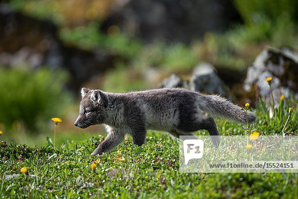 Hunting arctic fox on the West Fjords. Hornstrandir Iceland.