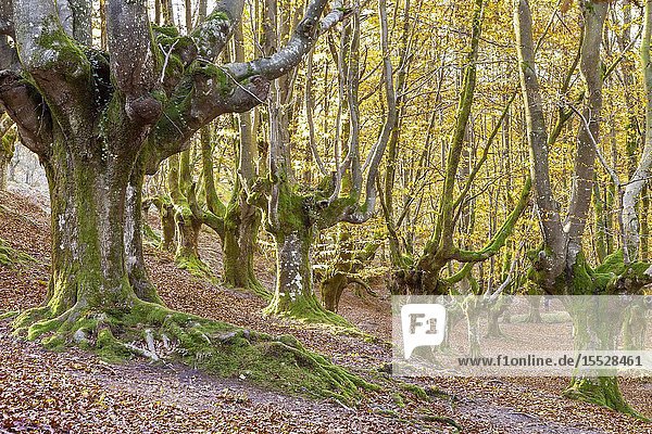 Beech trees forest of Otzarreta  Natural Park of Gorbeia  Vizcaya  Spain.