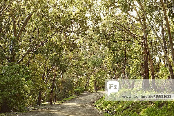 Landscape of a little road going through a Gum tree (Eucalyptus) forest in spring  Koala Cove  Great Otway National Park  Victoria  Australia.