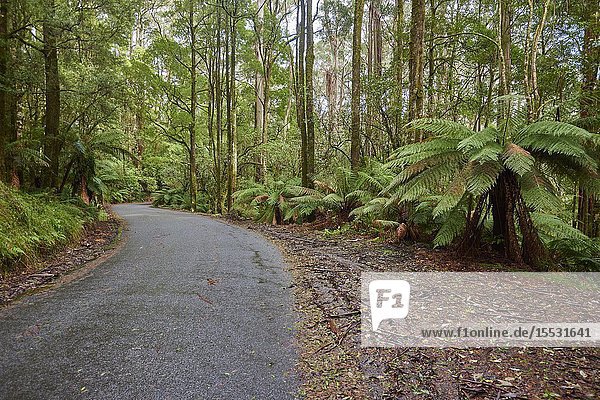 Nature landscape of a road through the forest in the Great Otway National Park in spring  Australia.