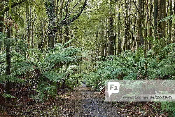 Nature landscape of a hiking way through the forest in the Great Otway National Park in spring  Australia.