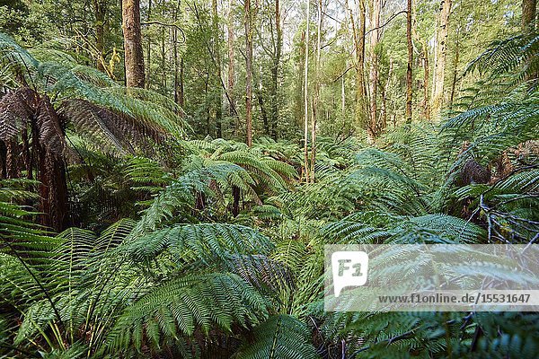 Nature landscape of the forest in the Great Otway National Park in spring  Australia.