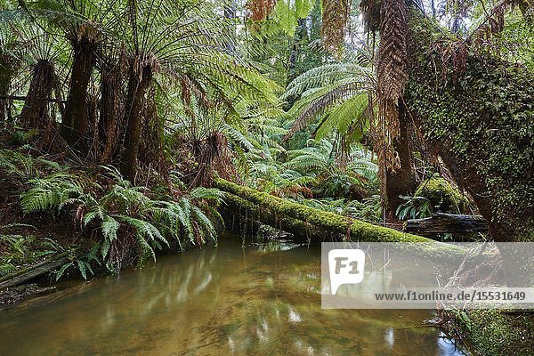 Nature landscape of a brook through the rainforest in the Great Otway National Park in spring  Australia.