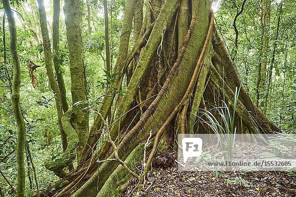 Roots of a sequoia beside a little walking path going through the rainforest in spring  Lamington National Park  Queensland  Australia.