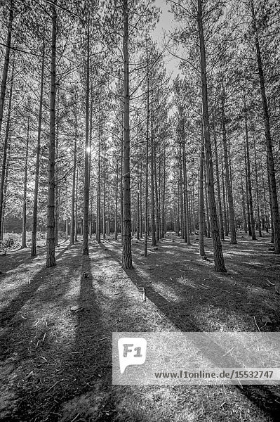 Pine tree plantation. Shady forest. Cape Town  South Afrivca.