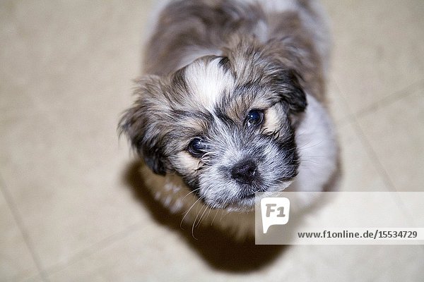 Little Puppy