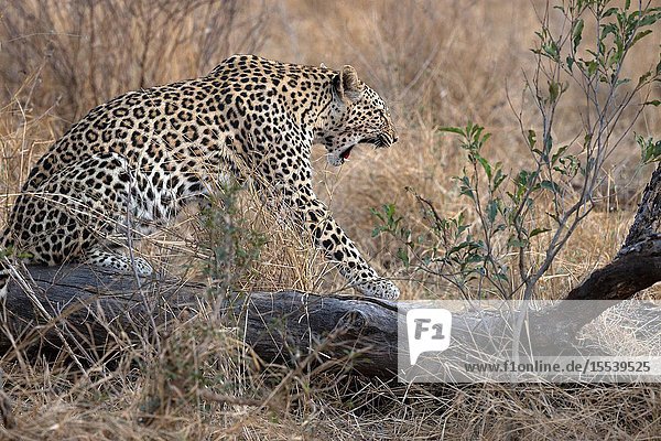 African Leopard (Panthera pardus) in savanna. Kruger National Park. South-Africa.
