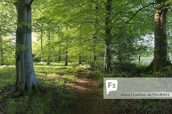 A beech woodland in spring at Rowberrow Warren in the Mendip Hills  Somerset  England.