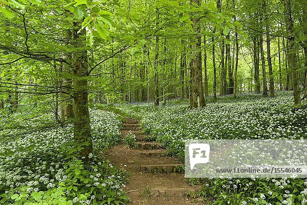 Ramsons in Long Wood which forms part of the Cheddar Gorge complex in the Mendip Hills  Somerset  England.