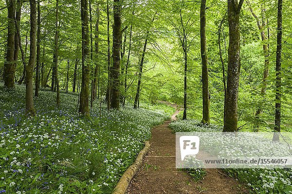 Ramsons in Long Wood which forms part of the Cheddar Gorge complex in the Mendip Hills  Somerset  England.