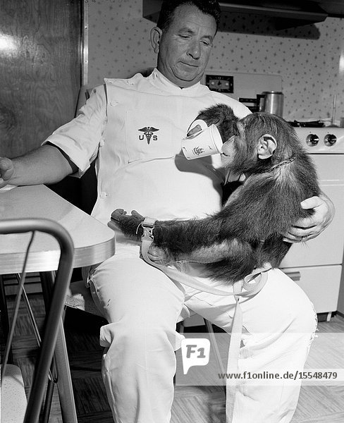 Chimpanzee Enos pictured with his handler. He is using a cup to drink from while the handler sits at a kitchen table.