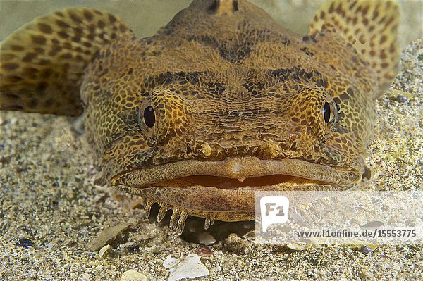 Lusitanian toadfish (Halobatrachus didactylus). Eastern Atlantic. Galicia. Spain. Europe.