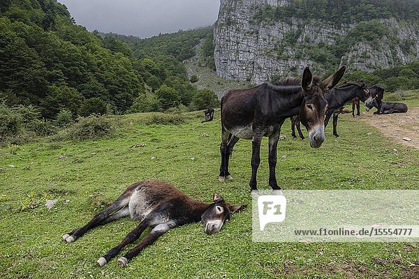 Donkeys Equus africanus Aquitaine region department of Pyrénées-Atlantiques France.