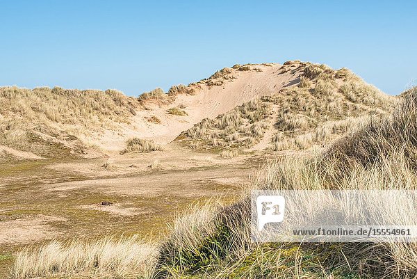 Sand dunes where Norfolk Coast path National Trail from Barnham Overy Staithe reaches the sea East Anglia England UK.