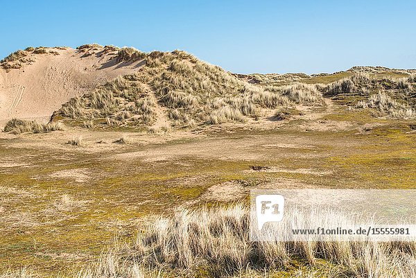 Sand dunes where Norfolk Coast path National Trail from Barnham Overy Staithe reaches the sea, East Anglia, England, UK.