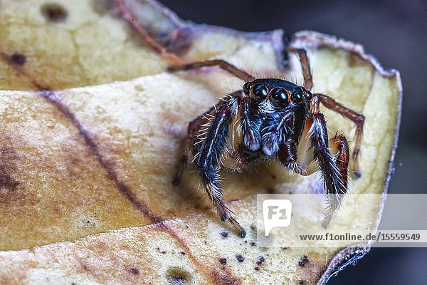 Jumping spider. Matang Family Park, Matang, Sarawak, Malaysia