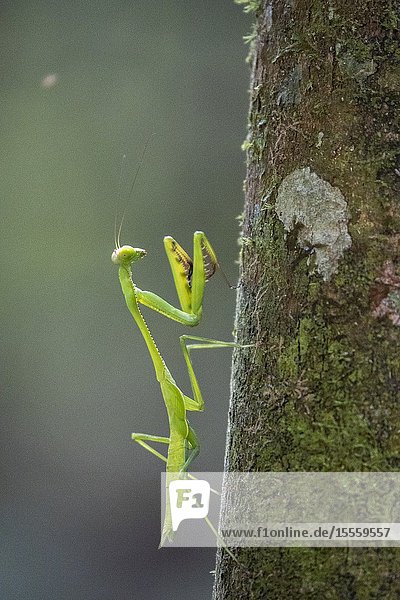 Praying mantis. Matang Family Park  Matang  Sarawak  Malaysia