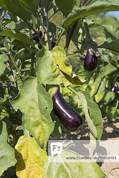 Eggplant (Solanum melongena) France.