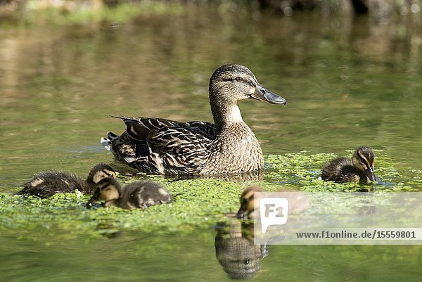 Mallard female (Anas Plathyrynchos) France.