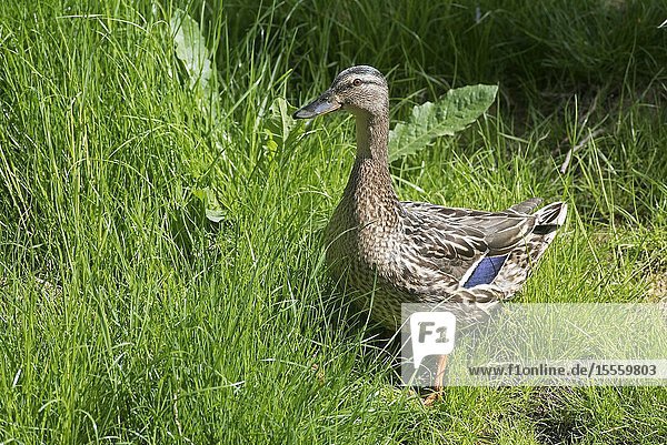 Mallard female (Anas Plathyrhynchos) France.