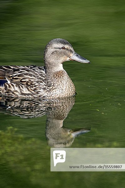 Mallard female (Anas Plathyrhynchos) France.