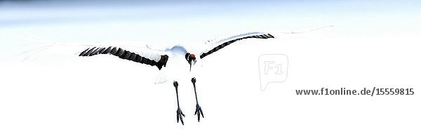 Japanese crane Red-crowned crane (Grus japonensis) Flying Japan.