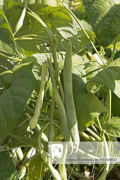 Common bean in the garden (Phaseolus vulgaris) France.