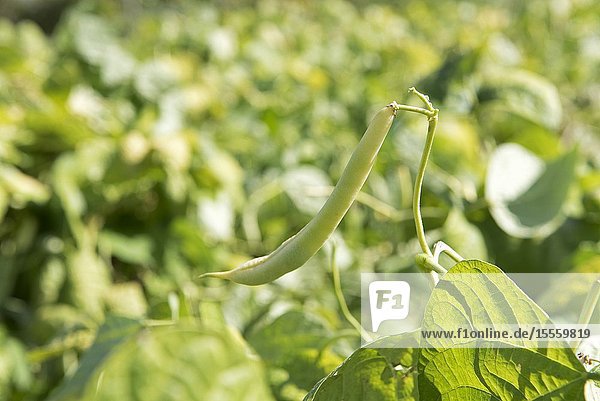 Common bean in the garden (Phaseolus vulgaris) France.