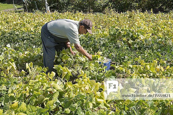 Old man picking common bean (Phaseolus vulgaris) France.
