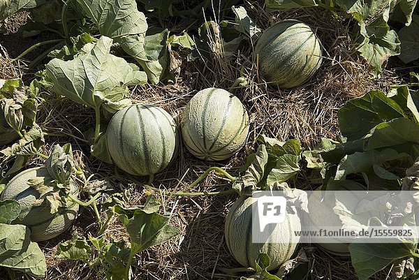 Muskmelon in garden (Cucumis melo) France.