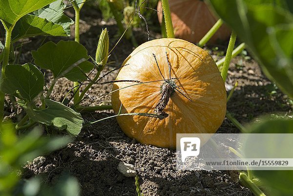 Pumpkin in the garden ( Curcubita maxima) France.