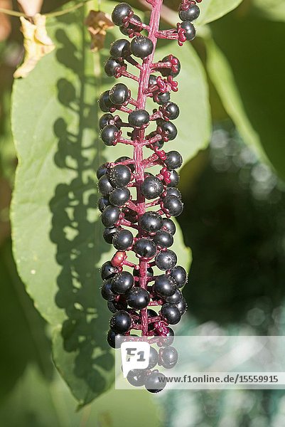 Black elder (Sambucus nigra) berries France.