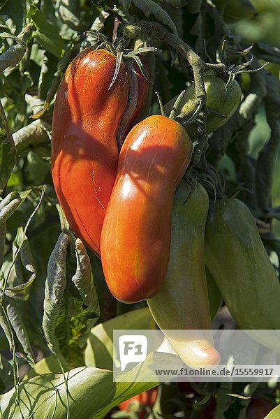 Tomatoes in the garden (Solanium lycopersicum) France.
