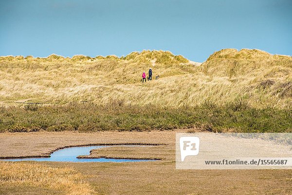 Sand dunes where Norfolk Coast path National Trail from Barnham Overy Staithe reaches the sea East Anglia England UK.