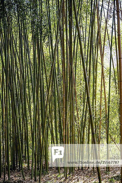 A stand of bamboo.